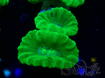 WYSIWYG Caulastrea furcata Yellow 12