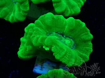 WYSIWYG Caulastrea furcata Yellow 11