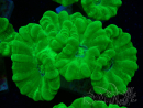 WYSIWYG Caulastrea furcata Gelb