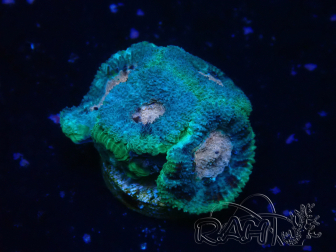 WYSIWYG Micromussa lordhowensis (formerly Acanthastrea)
