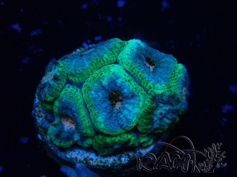WYSIWYG Micromussa lordhowensis INDO (ex Acanthastrea) 25G2