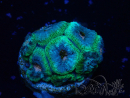 WYSIWYG Micromussa lordhowensis (antes Acanthastrea)