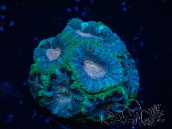 WYSIWYG Micromussa lordhowensis INDO (ex Acanthastrea) 25G3