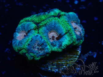 WYSIWYG Micromussa lordhowensis (formerly Acanthastrea)