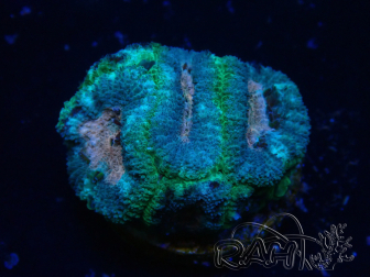 WYSIWYG Micromussa lordhowensis (ehemals Acanthastrea)