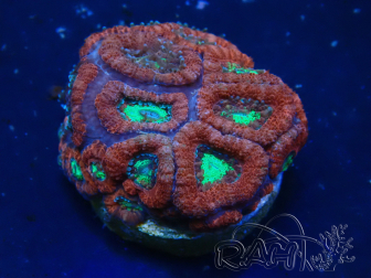 WYSIWYG Micromussa lordhowensis (formerly Acanthastrea)