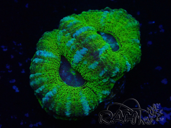WYSIWYG Micromussa lordhowensis INDO (ex Acanthastrea) 25H1