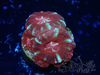 WYSIWYG Micromussa lordhowensis INDO (ex Acanthastrea) 25H2