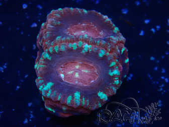WYSIWYG Micromussa lordhowensis (ex Acanthastrea)