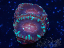 WYSIWYG Micromussa lordhowensis INDO (ex Acanthastrea) 25H3