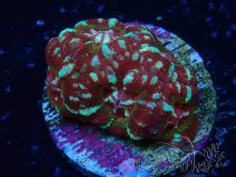 WYSIWYG Micromussa lordhowensis (ex Acanthastrea)