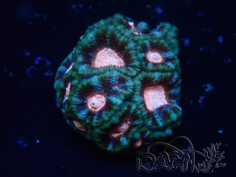 WYSIWYG Micromussa lordhowensis INDO (ex Acanthastrea) 25H5