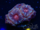 WYSIWYG Micromussa lordhowensis INDO (ex Acanthastrea) 25H6