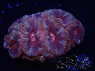 WYSIWYG Micromussa lordhowensis (ehemals Acanthastrea)