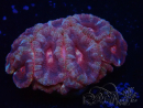 WYSIWYG Micromussa lordhowensis (ex Acanthastrea)