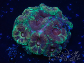 WYSIWYG Micromussa lordhowensis (antes Acanthastrea)