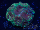 WYSIWYG Micromussa lordhowensis (ehemals Acanthastrea)