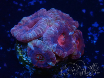 WYSIWYG Micromussa lordhowensis (formerly Acanthastrea)