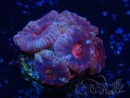 WYSIWYG Micromussa lordhowensis (ex Acanthastrea)