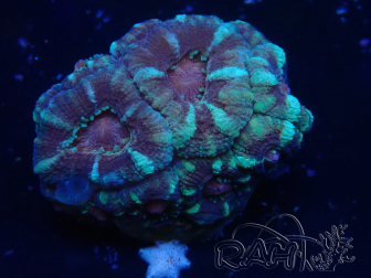 WYSIWYG Micromussa lordhowensis (ehemals Acanthastrea)