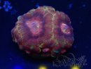 WYSIWYG Micromussa lordhowensis (antes Acanthastrea)