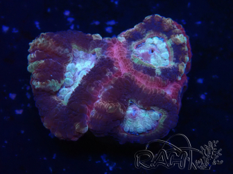 WYSIWYG Micromussa lordhowensis INDO (ex Acanthastrea) 25J1