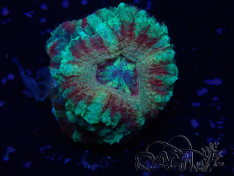 WYSIWYG Micromussa lordhowensis (ex Acanthastrea)