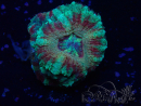WYSIWYG Micromussa lordhowensis (formerly Acanthastrea)