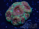 WYSIWYG Micromussa lordhowensis (formerly Acanthastrea)