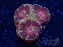 WYSIWYG Micromussa lordhowensis (ehemals Acanthastrea)