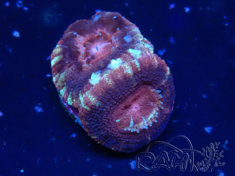 WYSIWYG Micromussa lordhowensis (formerly Acanthastrea)