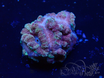 WYSIWYG Micromussa lordhowensis (antes Acanthastrea)