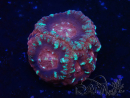 WYSIWYG Micromussa lordhowensis (formerly Acanthastrea)