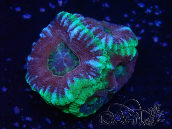WYSIWYG Micromussa lordhowensis (antes Acanthastrea)
