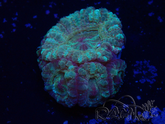 WYSIWYG Micromussa lordhowensis (antes Acanthastrea)