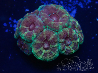 WYSIWYG Micromussa lordhowensis (formerly Acanthastrea)