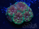 WYSIWYG Micromussa lordhowensis INDO (ex Acanthastrea) 25K5
