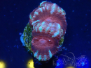 WYSIWYG Micromussa lordhowensis INDO (ex Acanthastrea) 25K6