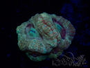 WYSIWYG Micromussa lordhowensis (ehemals Acanthastrea)