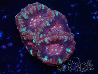 WYSIWYG Micromussa lordhowensis (ex Acanthastrea)
