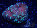 WYSIWYG Micromussa lordhowensis (ex Acanthastrea)