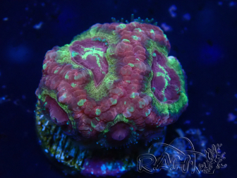 WYSIWYG Micromussa lordhowensis (ex Acanthastrea)