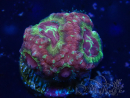 WYSIWYG Micromussa lordhowensis (formerly Acanthastrea)