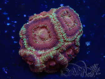 WYSIWYG Micromussa lordhowensis (ehemals Acanthastrea)