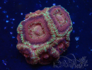 WYSIWYG Micromussa lordhowensis (formerly Acanthastrea)