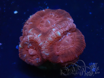 WYSIWYG Micromussa lordhowensis INDO (ex Acanthastrea) 25L6