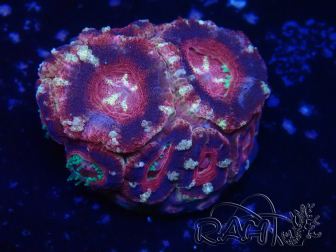 WYSIWYG Micromussa lordhowensis (antes Acanthastrea)