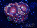 WYSIWYG Micromussa lordhowensis INDO (ex Acanthastrea) 25M2