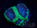 WYSIWYG Micromussa lordhowensis (ehemals Acanthastrea)