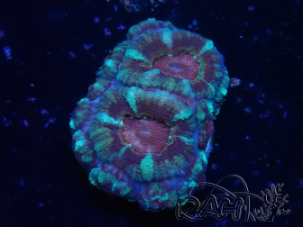 WYSIWYG Micromussa lordhowensis (ehemals Acanthastrea)